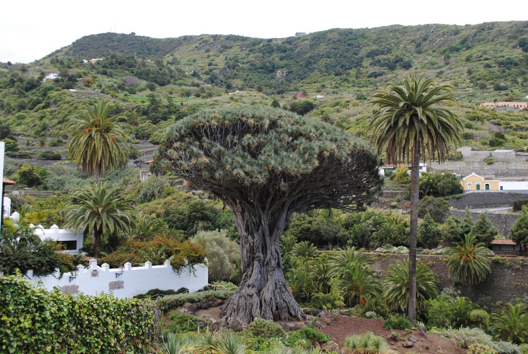 Finca Los Loros Icod De Los Vinos By Hrtenerife Net Santa Cruz de Tenerife Exterior foto